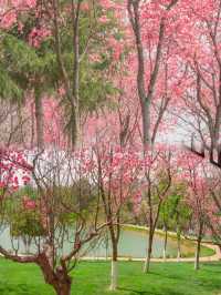 雲南大學你糊塗呀！這麼美的櫻花你不宣傳