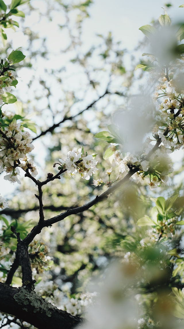 大理 | 空氣花園客棧