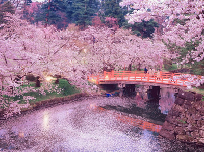 ネイト・ジョルジオ、【CHERRY BLOSSOM LOVE】 Japan art J348 cherry blossom and love birds Japanese style