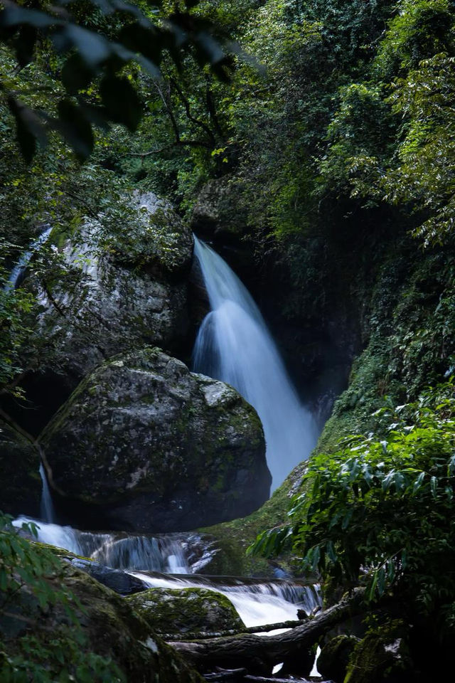 雲南高黎貢山，享受原始森林的氣息