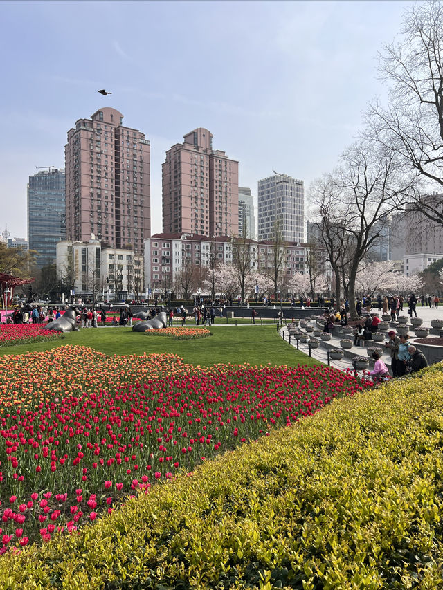 在上海看郁金香，不香嗎