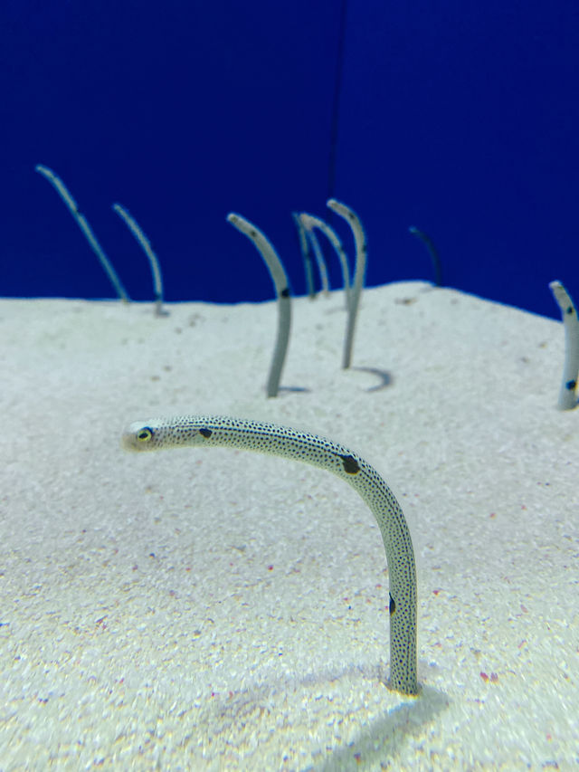 炎炎夏日，上海海洋水族館打卡啦