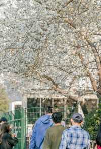 感謝網友推的雍和宮地鐵口的碧桃花