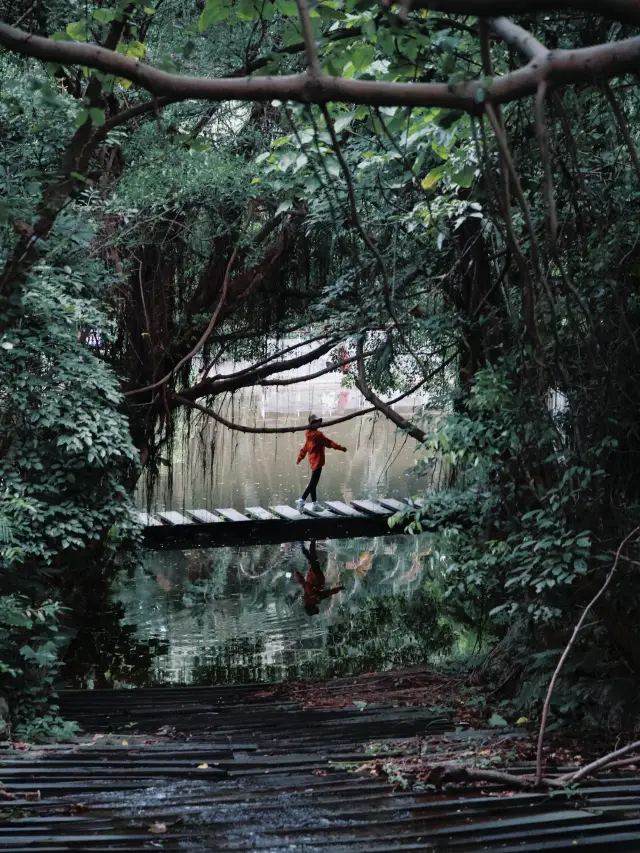 Shenzhen Photography | A secluded forest secret spot known only by 1% of people