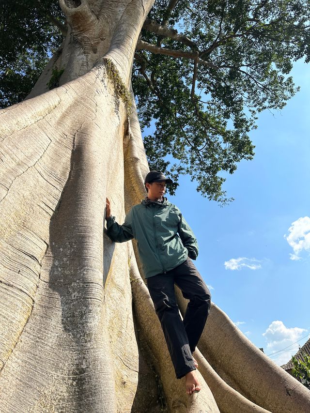 巴厘島|烏布小眾景點Bayan Ancient Tree