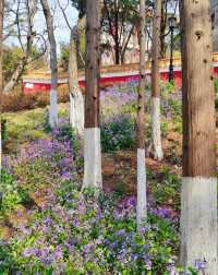 青島植物園，人少花又美