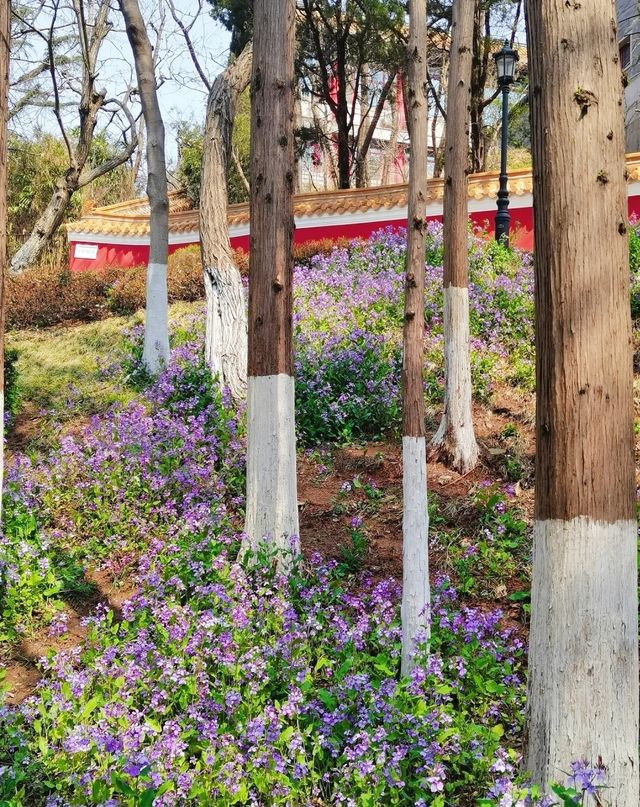 青島植物園，人少花又美