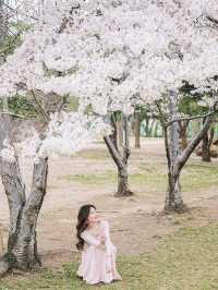 星河灣公園櫻花盛放 浪漫至極 分享寫真