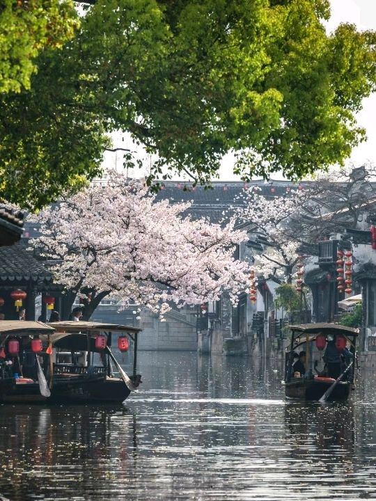 Xitang Ancient Town Jiaxing is Flowery🌸🇨🇳
