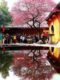 Beautiful Temple Surrounded by 🌸Blossoms🌸 