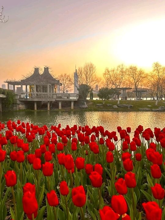 Xuanwu Lake in Nanjing Cherry Blossoms🌸🇨🇳