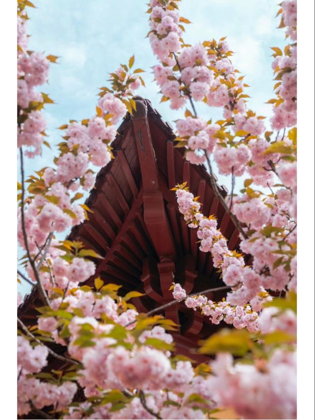 青山公園的晚櫻已經 next level 青山公園的晚櫻已經 next level