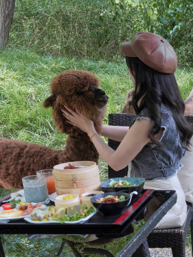 Enjoying breakfast with the alpaca🦙 and deer🦌 in the private hot spring estate within the fifth ring.