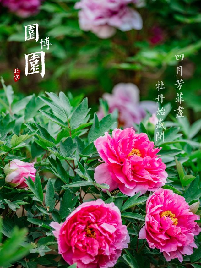 Expo Garden | Peonies in full bloom, no less splendid than those in Luoyang.