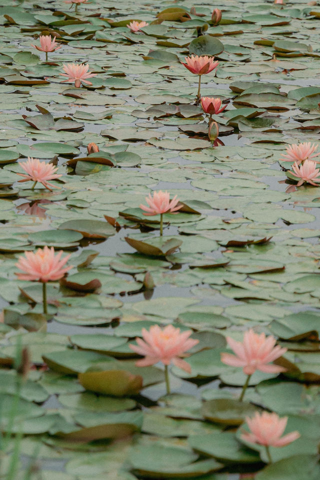 The early summer beauty of Liangzhu in Hangzhou is absolutely stunning, akin to the idyllic countryside depicted in comics.