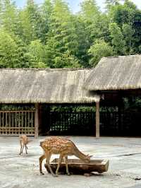 This petite forest park in Chengdu! It's 1000 times more entertaining than Chunxi Road!