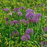 貴州省赫章縣阿西里西大草原歡迎你