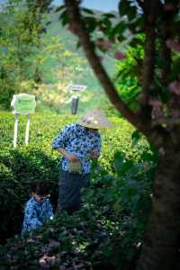 半畝茶園ㄧ體驗採茶生活