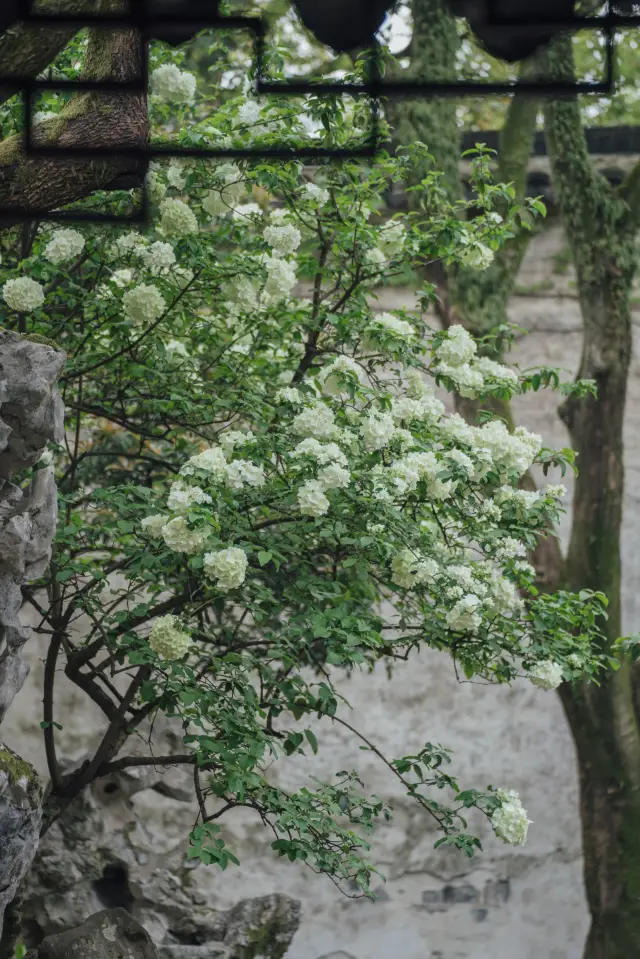 ดอกไม้นี้บานสะพรั่ง ฤดูใบไม้ผลิได้วนเวียนมาครบวงจรที่สวนหลิว ต้นไม้ประดับลูกปัดแข่งขันกับฤดูใบไม้ผลิ