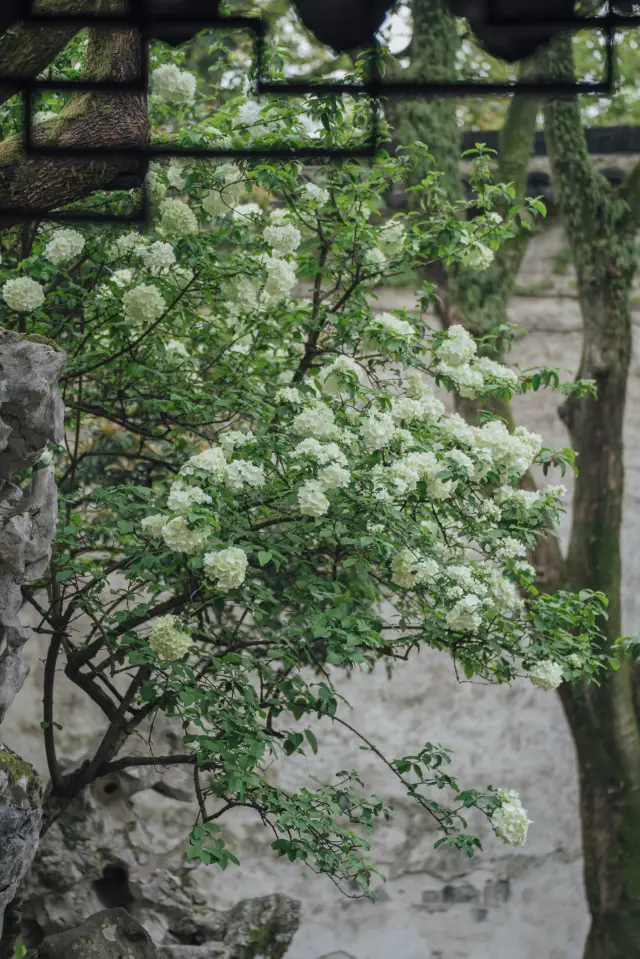 この花が満開になれば、春はすでに円満に留園に戻り、木綿球の花が春を争う