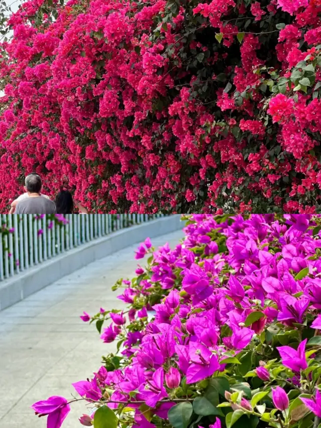 Guangzhou Bougainvillea: Encounter the Purple Magic, Let Every Breath Be Filled with Romance