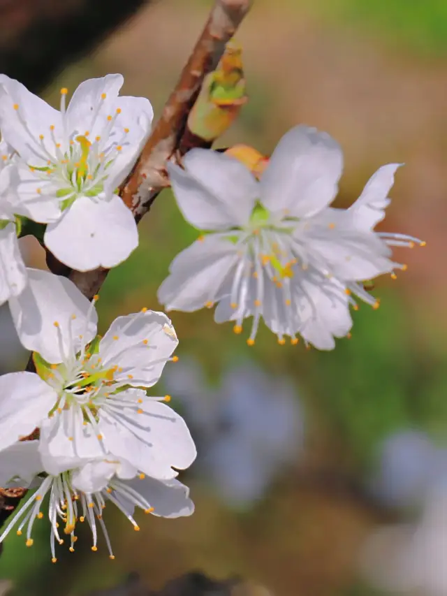 春暖花开|この季節にここに来るのはちょうどいい