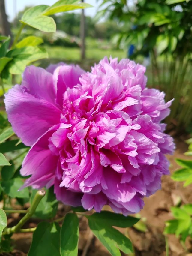 洛陽「網紅」牡丹合集來了!看哪朵戳中你的「心巴」? 洛陽「網紅」牡丹合集來了!看哪朵戳中你的「心巴」?