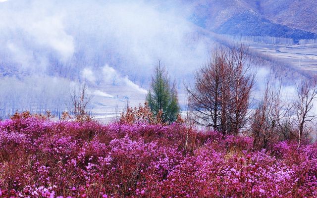 興安杜鵑燦爛成海：阿榮旗山林盡染胭脂