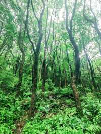 義烏華溪森林公園，家門口的綠野仙蹤