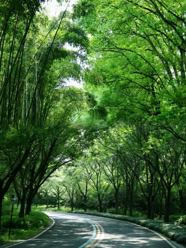 The Suzhou Little Forest Secret Spot that made it to CCTV is truly breathtaking