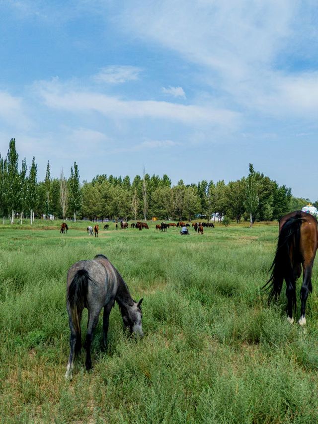 世界最大城中草原—賽罕塔拉空中草原
