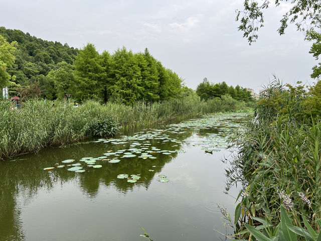 銅鑑湖花海