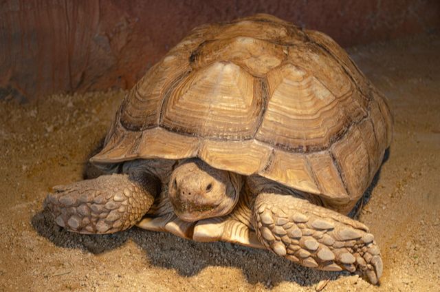 準考證別丟｜想來動物園高考門票福利來了