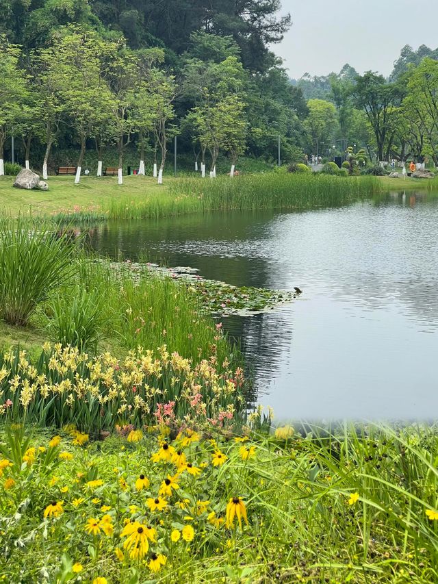 成都徒步｜唯一想去無數次的森林公園！！