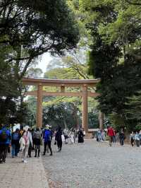 Meiji Jingu Shrine in Tokyo, Japan 🇯🇵⛩️ 