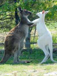 🌏 Australia's Must-See Marvels: Top 5 Attractions 🎡