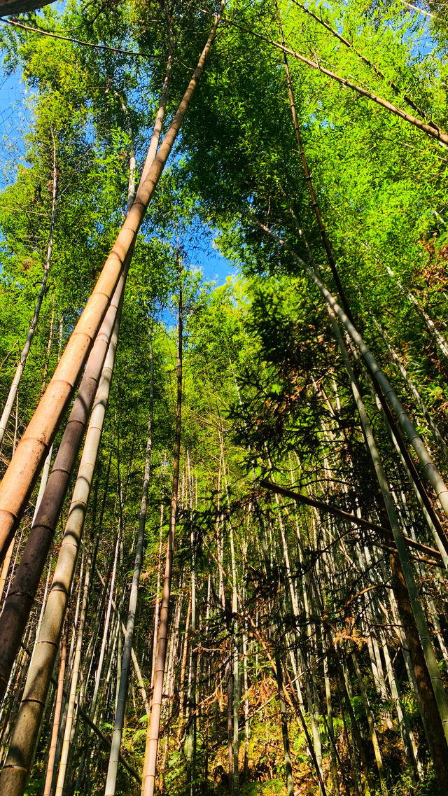 寧波周邊｜仙居公盂村徒步，有山有水有竹林