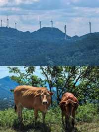 武陵山我在這裡找到了25度的夏天