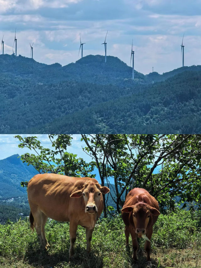 武陵山我在這裡找到了25度的夏天