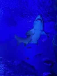 The Super Family Friendly Sumida Aquarium, The Wonders Of the Deep In Tokyo!