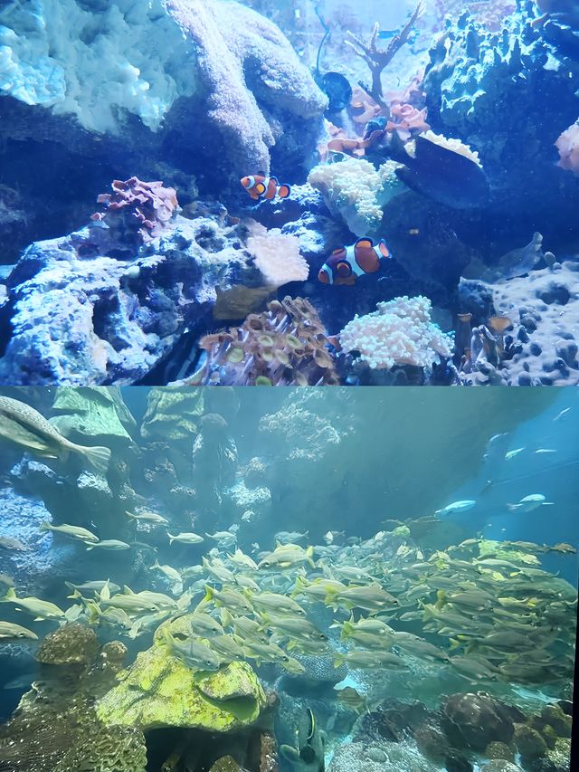 波士頓景點 | 新英格蘭水族館。