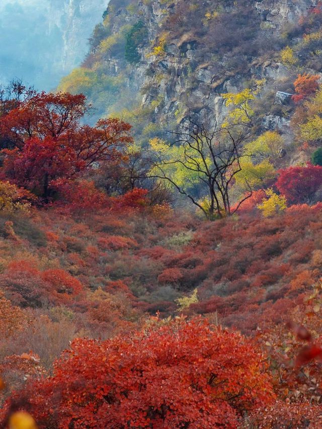 快來藥王谷看紅葉了，太美了吧。