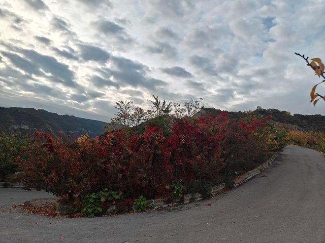 崛圍山秋景~紅楓黃葉綠樹蒼柏美不勝收。