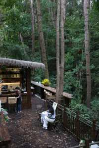 暫別工作，到黃山入住森林中的酒店。