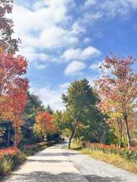 韶關嶺南紅葉世界。