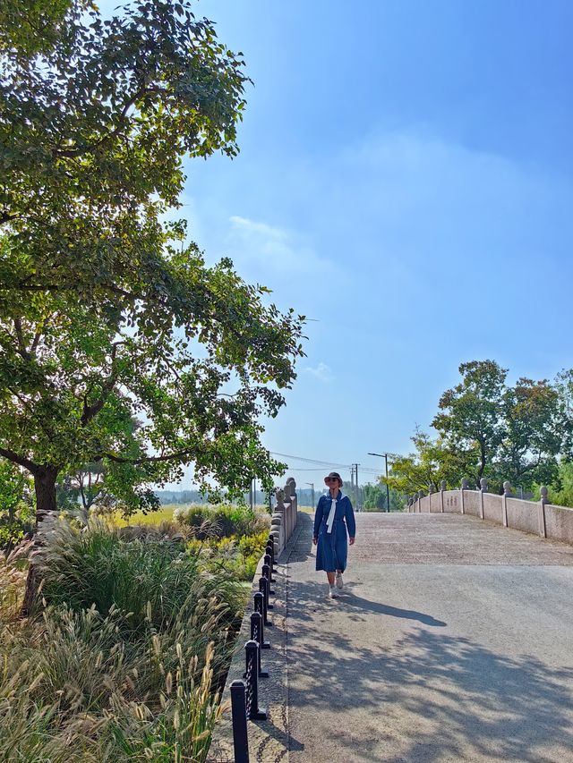 可以衝嘉北郊野公園的稻田（附保姆級攻略）。