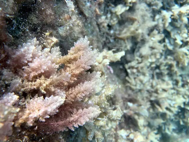 몰타의 해저 침몰선 탐험, 전장 100미터 이상, 두 동강 난 채로 발견.