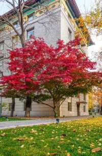 11月16日，友誼賓館紅楓漸變色更美！附位置！