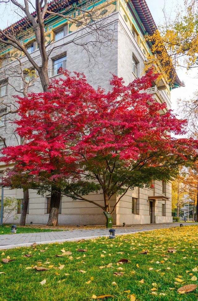 11月16日，友誼賓館紅楓漸變色更美！附位置！