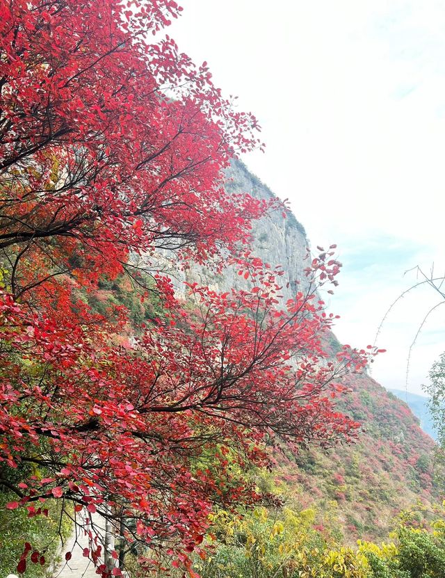 重慶巫山|南方最美紅葉勝地。